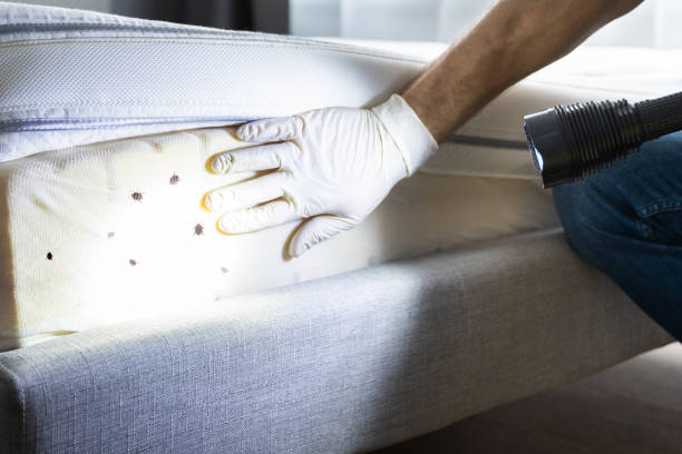 Best Affordable Pest Control Services  in Winfield, IL